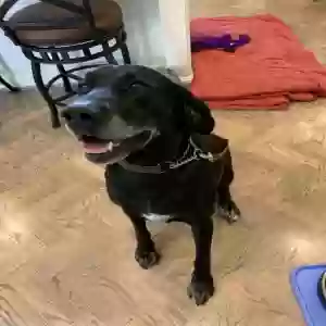 adoptable Dog in Dayton, OH named Gumbo